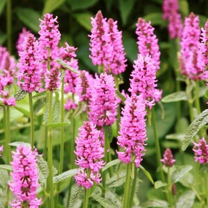 Wood Betony Flower Seeds (Stachys Officinalis) 30+Seeds