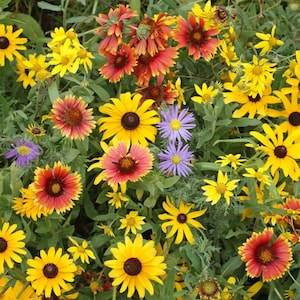 Wildflower Dryland Mix Seeds (7g+Seeds)