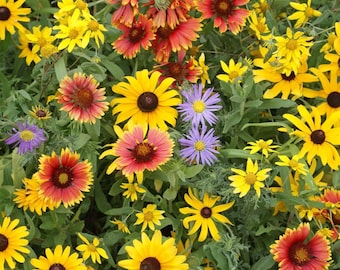 Wildflower Dryland Mix Seeds (7g+Seeds)