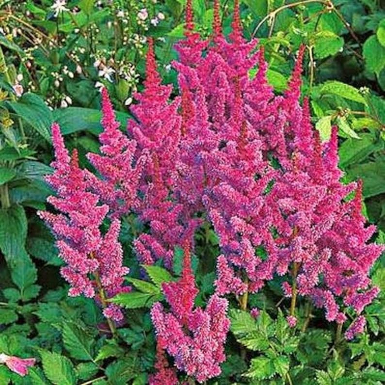 UnderTheSunSeeds Astilbe Pumila Flower Seeds - Thumbnail 4