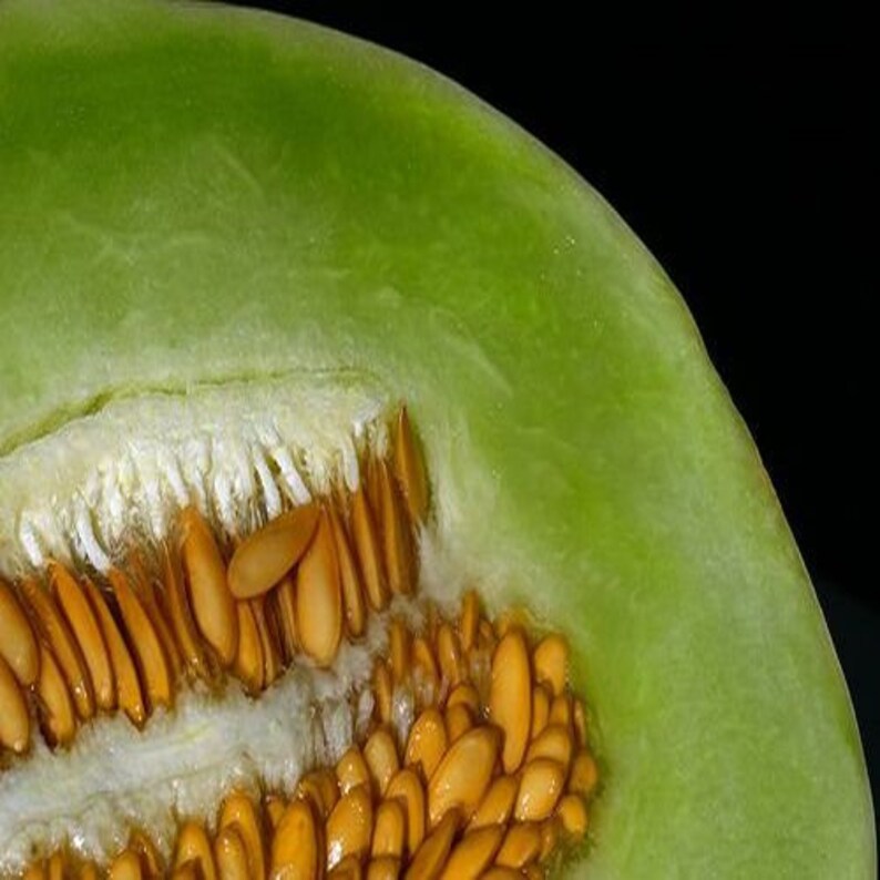 Honeydew Melon Green Flesh Seeds cucumis Melo 20seeds Etsy
