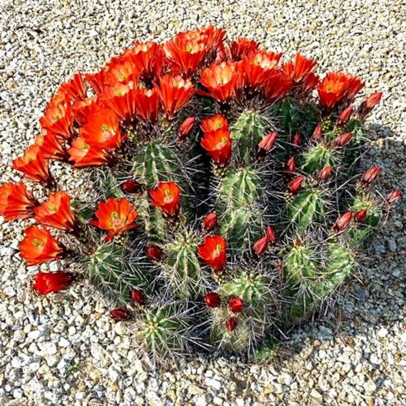 Semillas de cactus erizo escarlata (Echinocereus coccineus) 25+ semillas imagen 3