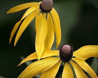 Ratibida Grey Headed Flower Seeds (Ratibida Pinnata) 200+Seeds