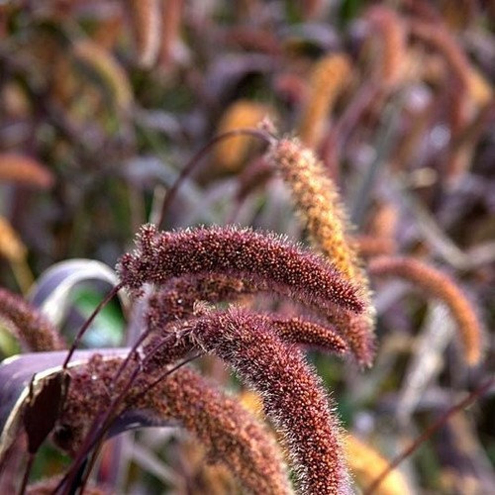 Foxtail Millet Red Jewel Ornamental Grass Seeds Setaria Etsy