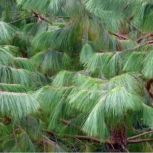 Thinleaf Pine Tree Seeds Pinus maximinoi 20Seeds image 1