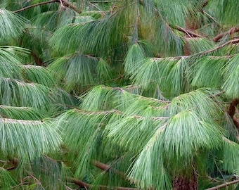 Thinleaf Pine Tree Seeds (Pinus maximinoi) 20+Seeds