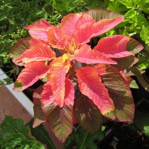 Amaranthus Bicolor Illumination Flower Seeds Summer Poinsettia 200 Seeds image 2