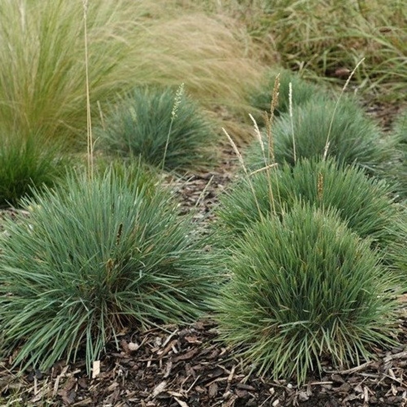 Blue Hair Grass Ornamental Grass Seeds Koeleria glauca 50Seeds image 2