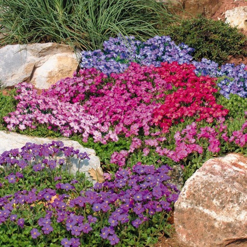 Rockcress Royal Mix Flower Seeds Aubrieta Hybrida 100Seeds image 1