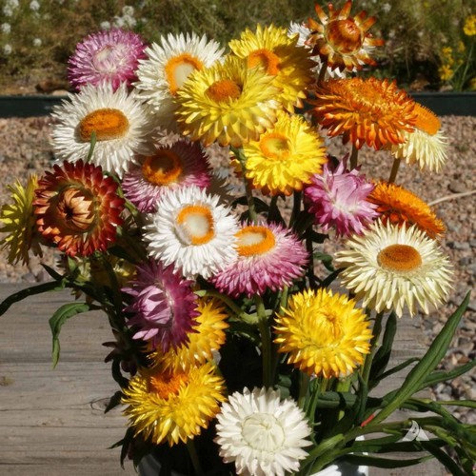 Everlasting Wildflowers Seeds 200seeds Etsy