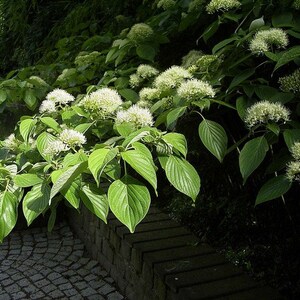 Puede incluir: Primer plano de una planta verde de hojas con flores blancas. La planta crece en un jard&iacute;n y est&aacute; parcialmente oculta por un muro de ladrillo.