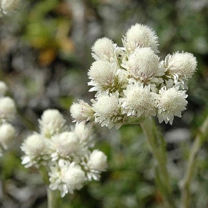 Antennaria Pussytoes White Flower Seeds (Antennaria Dioica) 50+Seeds