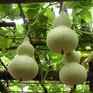 Gourd Birdhouse Vegetable Seeds Lagenaria siceraria 10Seeds image 1