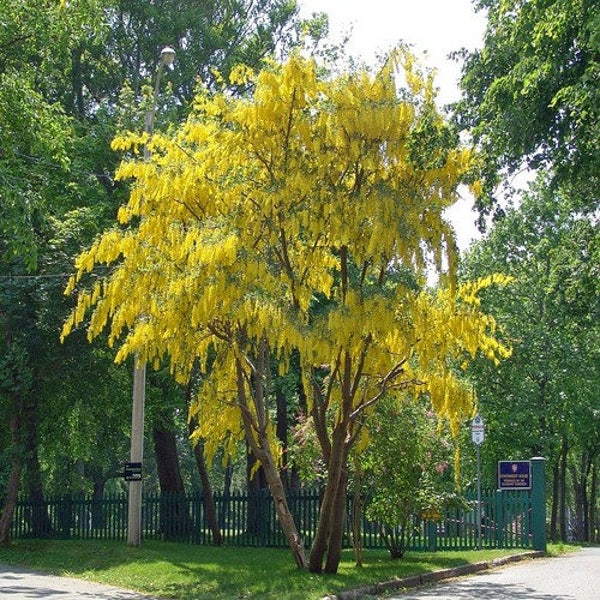 Golden Chain Tree Seeds (Laburnum anagyroides) 25+Seeds