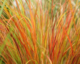 Stipa Pheasant Tails Ornamental Grass Seeds (Stipa arundinacea) 50+Seeds