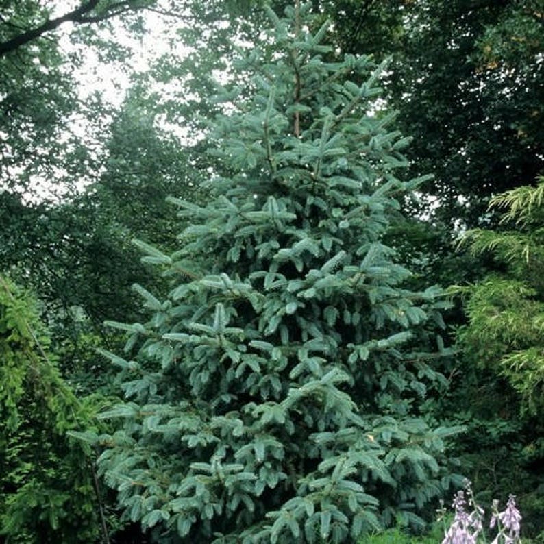 Dragon Spruce Tree Seeds Picea asperata 25Seeds image 2