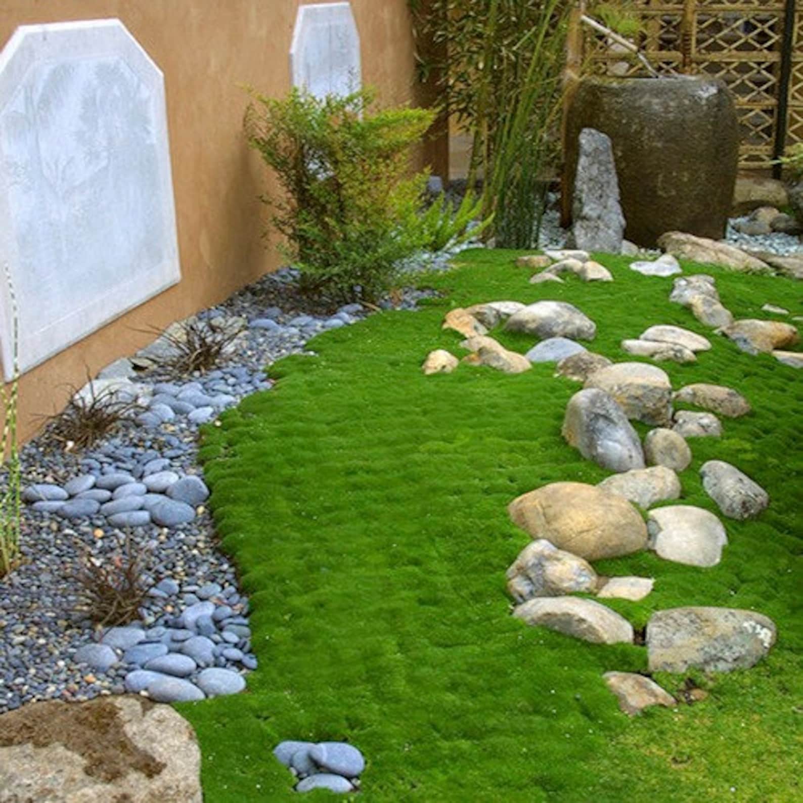 Irish Moss Ground Cover Seeds (sagina Subulata) 200+seeds - Etsy