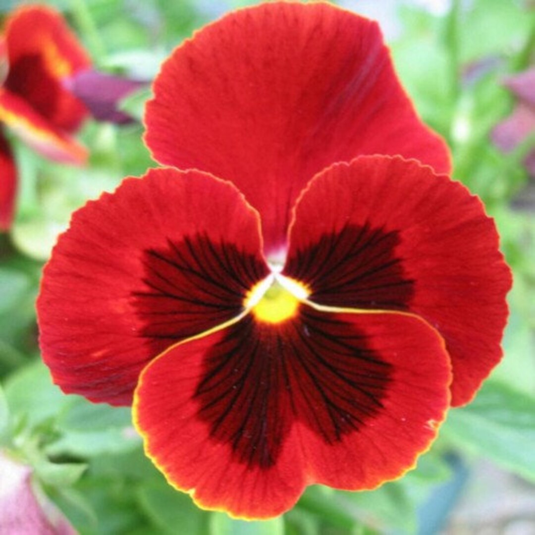 Pansy, Swiss Giant Silverbride (Viola Wittrockiana) - 50 Seeds - Seed Therapy – Southern Seeds