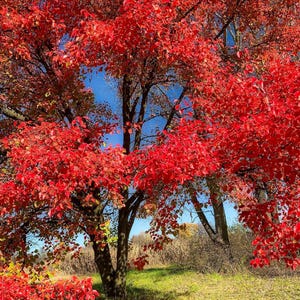 Black Tupelo Tree Seeds (Nyssa sylvatica) 10+Seeds