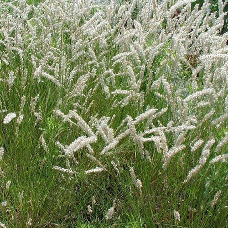 Silky Spike Melic Ornamental Grass Seeds Melica ciliata 30Seeds image 2
