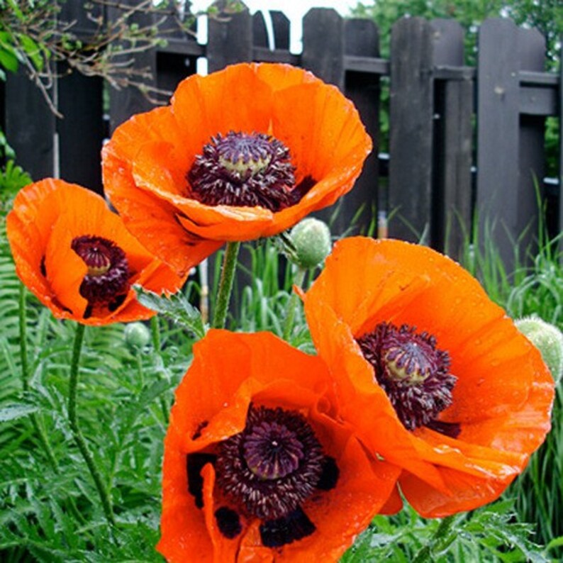 Poppy Oriental Orangescarlet Flower Seeds Papaver Orientale Etsy