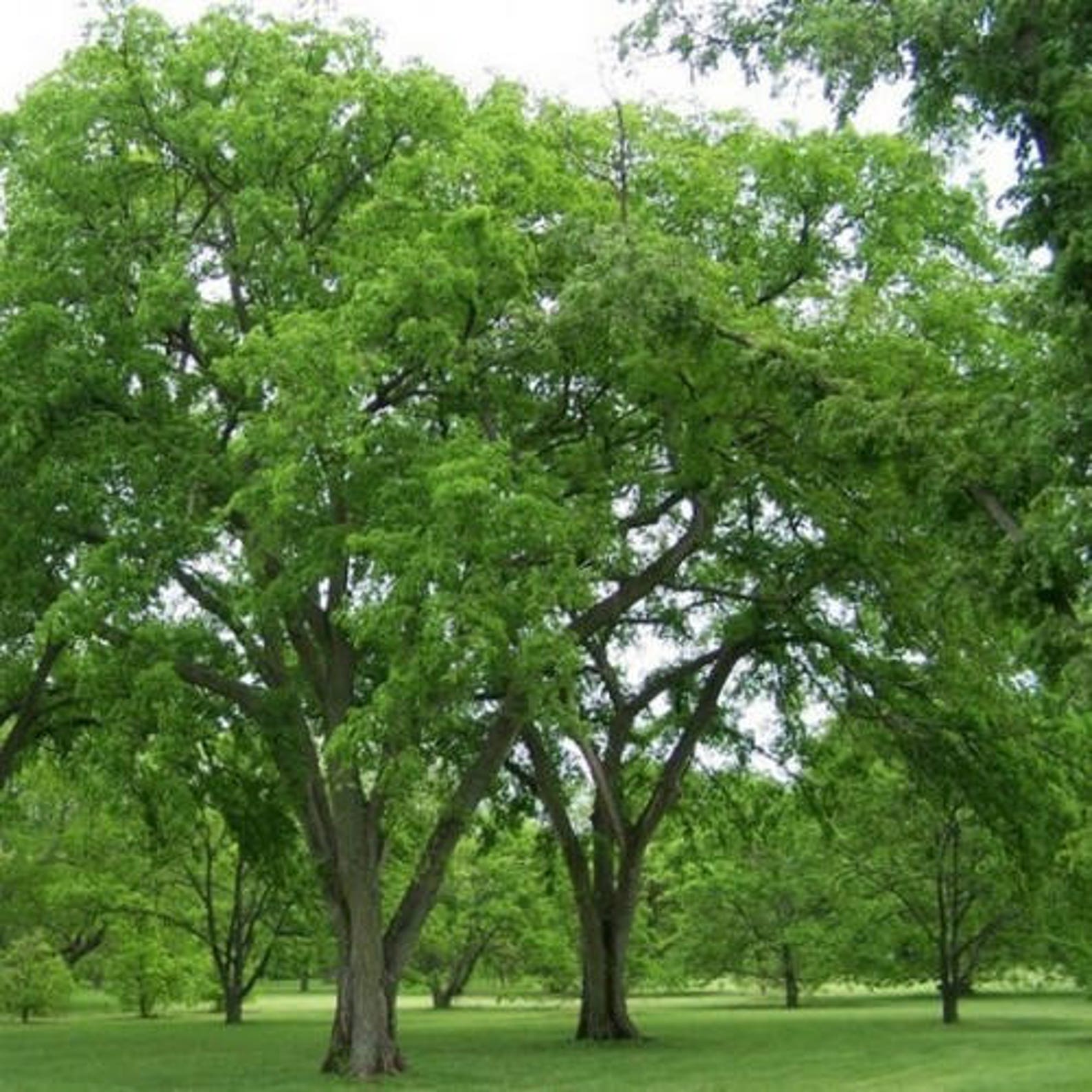American Elm Tree Seeds ulmus Americana 30seeds Etsy