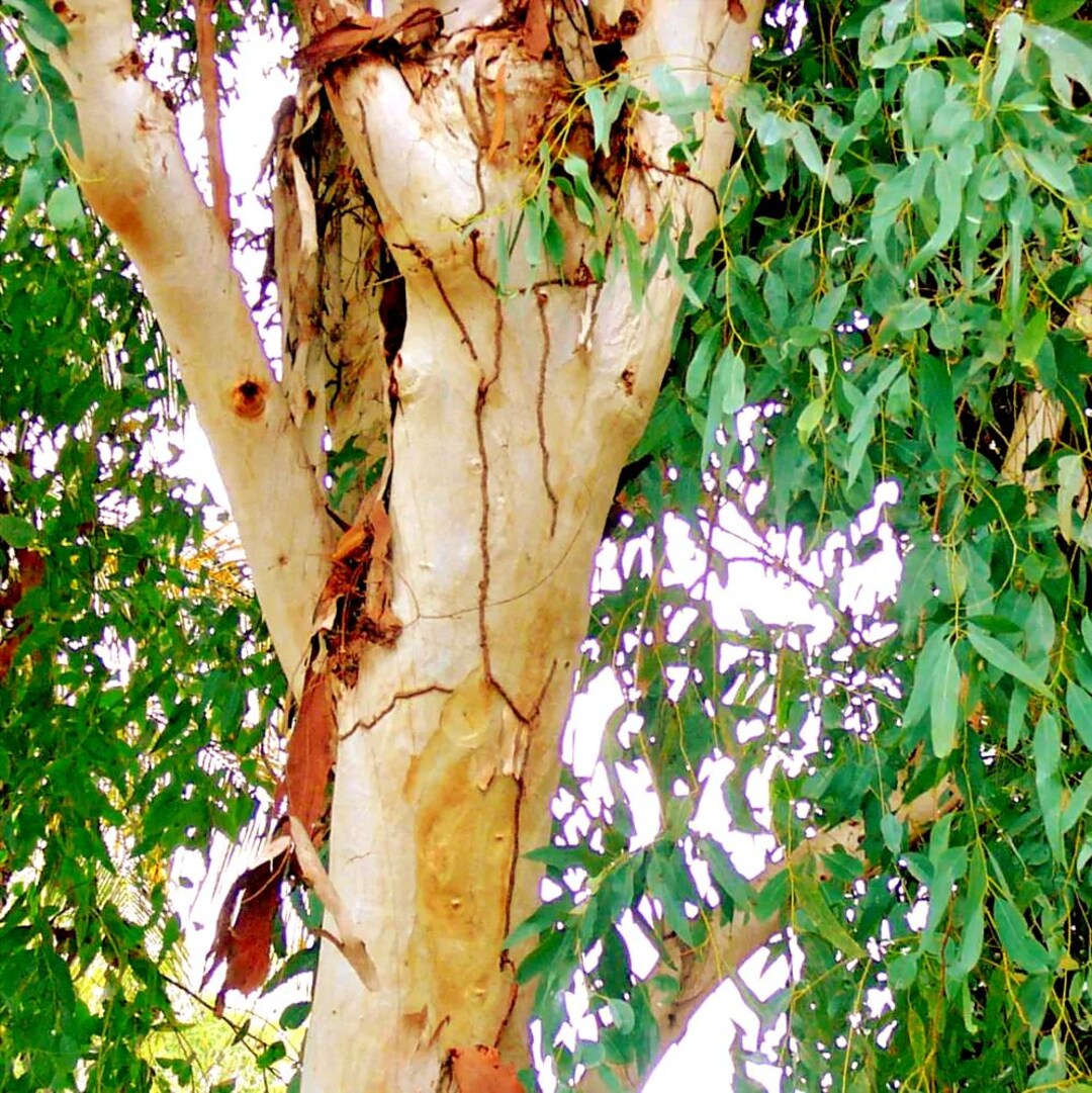 Eucalyptus Red Gum Tree Seeds (Eucalyptus camaldulensis) 100+Seeds