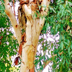 Eucalyptus Red Gum Tree Seeds (Eucalyptus camaldulensis) 100+Seeds