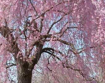 Higan Flowering Cherry Tree Seeds (Prunus subhirtella) 10+Seeds