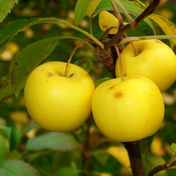 Are Crab Apples Bad For Dogs To Eat