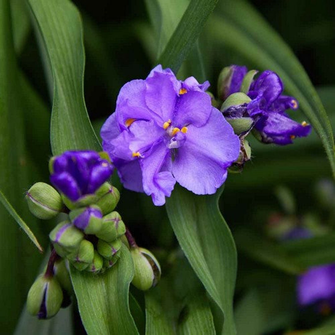 Ohio Spiderwort Flower Seeds tradescantia Ohiensis 50seeds Etsy