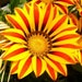 see more listings in the Flowers and Plants section