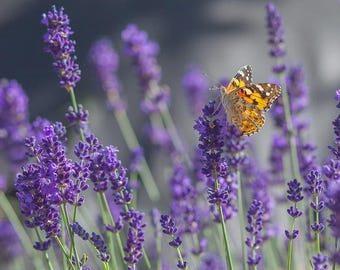 Lavender Munstead Flower Seeds ( Lavandula Angustifolia) 100+Seeds