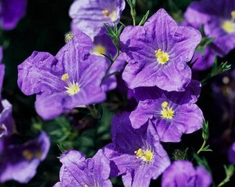 Purple Robe Cup Flower Seeds: Nierembergia Hippomanica (200+ Seeds