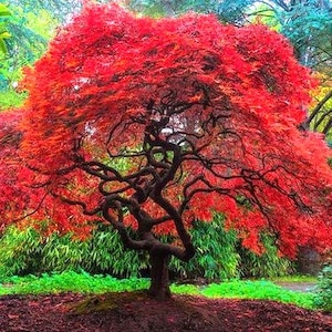 Flame Amure Maple Tree Seeds (ACER tataricum ginnala) 15+Seeds
