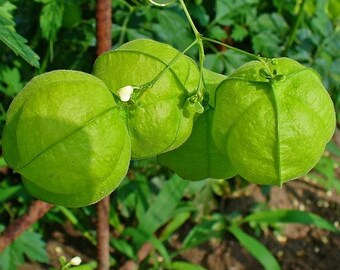 Balloon Vine Love in a Puff Seeds (Cardiospermum Halicacabum) 10+Seeds