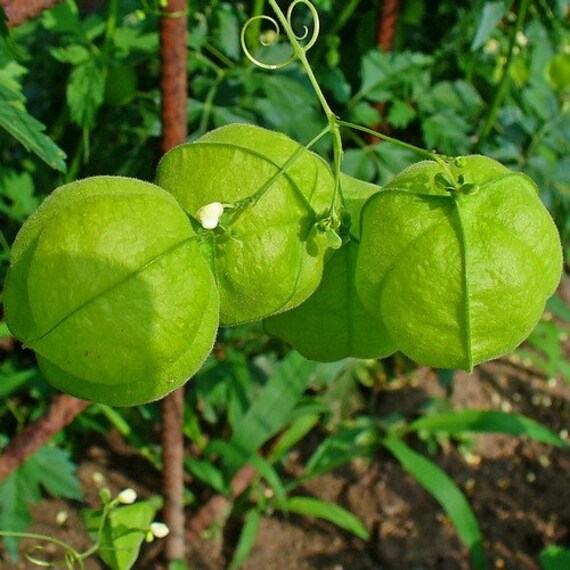 Balloon Vine Love In A Puff Seeds Cardiospermum Halicacabum Etsy Balloon Vine Love In A Puff Seeds Cardiospermum Halicacabum Etsy