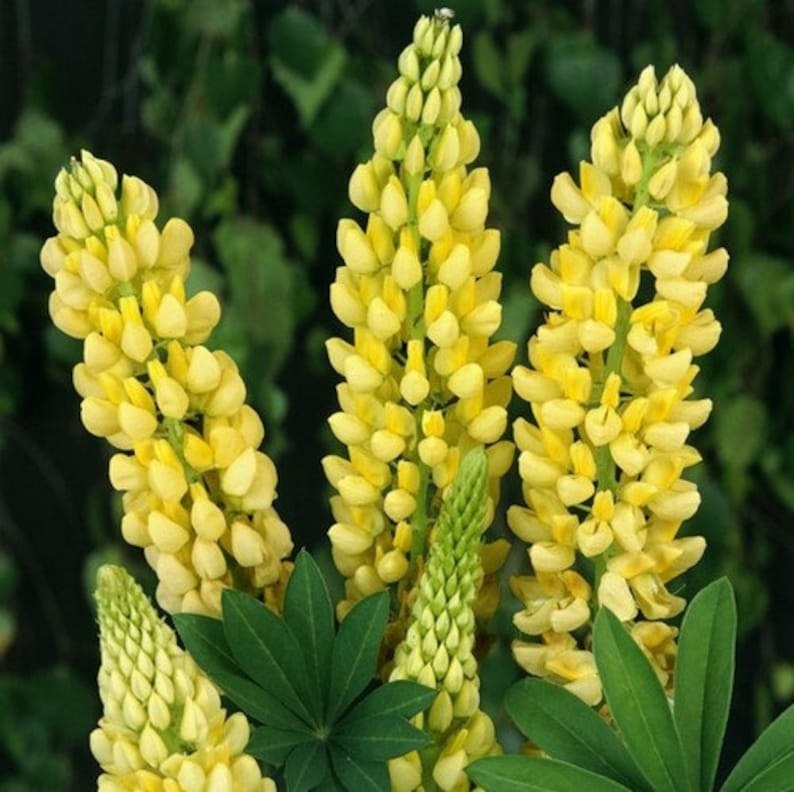 Lupine Yellow Flower Seeds lupinus Densiflorus 30seeds Etsy