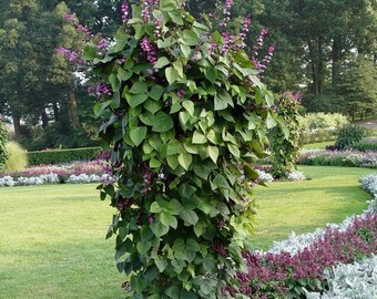 Bean Vine | Etsy