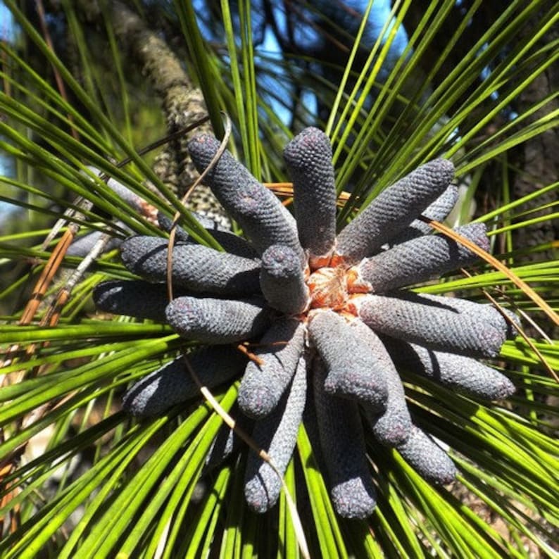 Longleaf Pine Tree Seeds Pinus palustris 5Seeds image 1