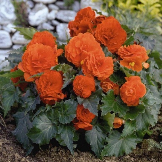 Begonia Semillas Doble de Naranja Begonia Tuberosa - Etsy España