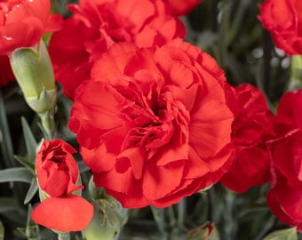 Semillas de clavel granadina escarlata (Dianthus caryophyllus) +50 semillas