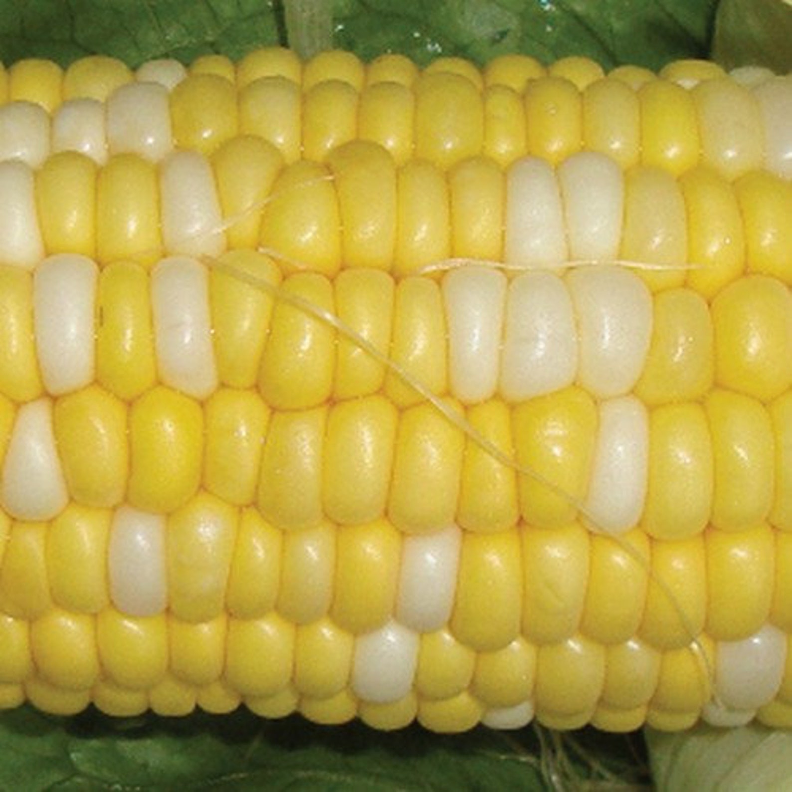 Corn Peaches and Cream Hybrid Vegetable Seeds zea Mays Etsy