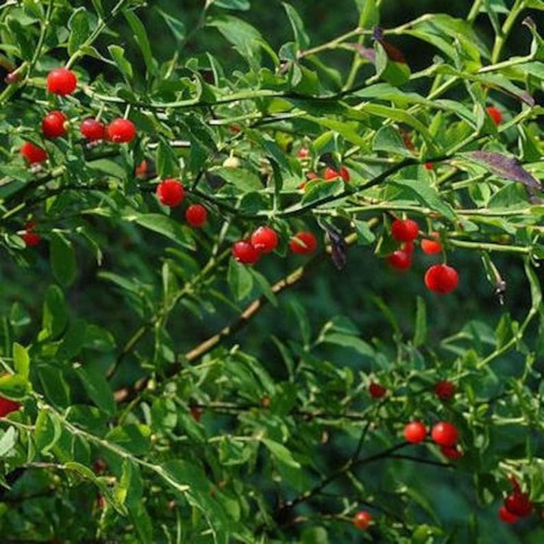 Huckleberry Bush Red Seeds Vaccinium parvifolium 25Seeds image 2