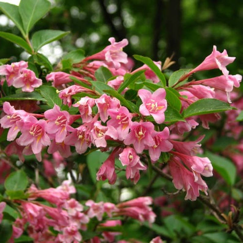 Old Fashioned Weigela Bush Seeds Weigela florida 40Seeds image 3