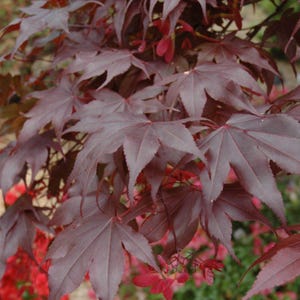 Bloodgood Japanese Maple Tree Seeds (Acer palmatum matsumurae) 10+Seeds