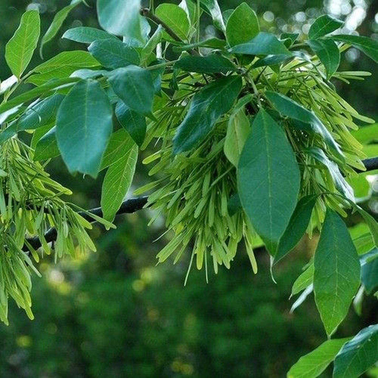 American White Ash Tree Seeds fraxinus Americana 25seeds Etsy
