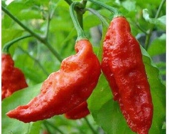 Ghost Pepper Plant Seeds (Bhut jolokia) 25+Seeds