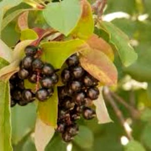 Chokecherry Tree Seeds (Prunus virginiana) 25+Seeds