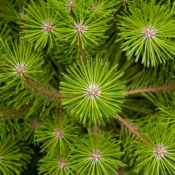 Japanese Red Pine Tree Seeds (Pinus densiflora) 20+Seeds